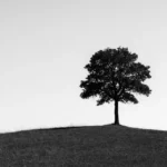 Kırın Tepesindeki Ağaca Övgü Şiir Tahlili – Coşkun Ertepınar