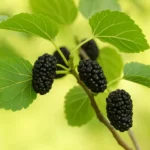 Karadut Şiiri Tahlili | Bedri Rahmi Eyüboğlu'nun Anlatımı ve Yorumu