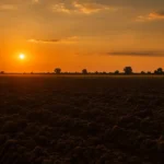 Kara Toprak Şiir Tahlili – Âşık Veysel Şatıroğlu